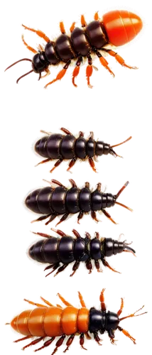 Various types of grubs, colorful, detailed bodies, shiny exoskeletons, small legs, antennae, realistic textures, white background, softbox lighting, macro photography, 1,garridos,homarus,decapods,subu