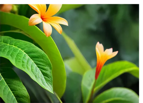 Various plants, botanical garden, flowers blooming, green leaves, vines crawling, exotic species, tropical atmosphere, warm sunlight filtering through petals, shallow depth of field, soft focus, natur