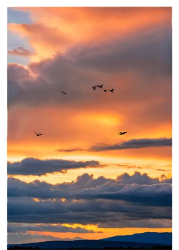 birds in flight,memphremagog,geese flying,flying geese,birds flying,wild geese,migratory birds,bird in the sky,susitna,bird flight,skyscape,flock of birds,bird migration,flying birds,puyehue,gulls,evening sky,lake champlain,lake dardanelle geese,trumpeter swans,Illustration,Realistic Fantasy,Realistic Fantasy 14