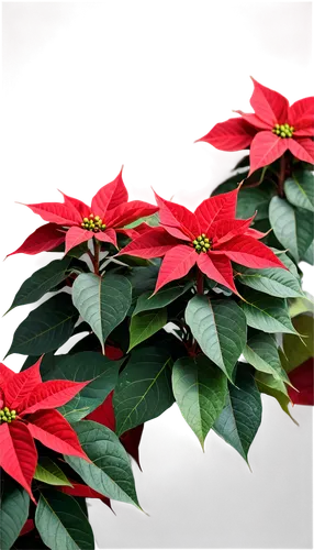 poinsettia,poinsettias,poinsettia flower,christmas flower,xmas plant,flower of christmas,holly leaves,ornamental shrub,christmas border,christmas background,red snowflake,christmasbackground,christmas bells,flower christmas,red foliage,santan,christmas motif,ornamental shrubs,hibiscus and leaves,ornamental plant,Photography,Fashion Photography,Fashion Photography 02