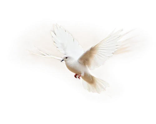 dove of peace,doves of peace,peace dove,white dove,fairy tern,bird png,white bird,peacocke,flying tern,holy spirit,tern flying,dove,tsuru,ring dove,png transparent,aguiluz,tern bird,white eagle,doves,bird flying,Photography,Documentary Photography,Documentary Photography 37