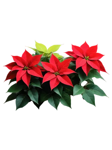 Poinsettia plant, bright red bracts, green leaves, star-shaped flowers, festive decoration, indoor setting, close-up shot, shallow depth of field, warm lighting, vibrant colors, high saturation, detai