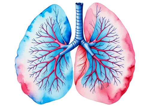 lungs,respiratory,pleuropneumonia,lung cancer,pulmonology,pulmonary,pneumoconiosis,pneumonitis,emphysema,pulmonic,bronchial,lung,inhalational,creatinine,bronchiectasis,bronchioles,bronchiolitis,carcinogenicity,bronchitis,asbestosis,Illustration,Paper based,Paper Based 25