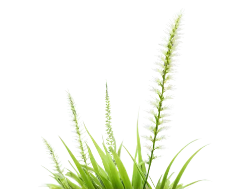 sweet grass plant,wheat grass,eleocharis,citronella,equisetum,tenuifolia,horsetails,lomandra,echinochloa,feather bristle grass,cyperus,grass lily,grape-grass lily,sedges,clubmoss,wheat germ grass,stylidium,wheatgrass,spikelets,grass fronds,Art,Classical Oil Painting,Classical Oil Painting 34