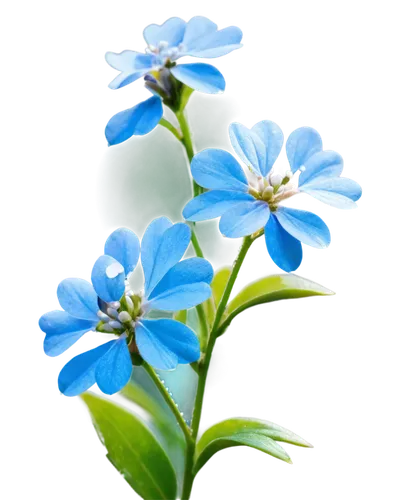 blue flowers,blue flower,blu flower,blue petals,plumbago,flowers png,myosotis,blue daisies,forget me nots,flower background,blue butterfly background,flower wallpaper,chionodes,mountain bluets,forget me not,blue flax,starflower,jasmine blue,stamens,dayflower,Illustration,Black and White,Black and White 21