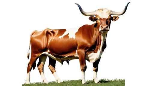 watusi cow,texas longhorn,zebu,horns cow,oxen,alpine cow,longhorn,red holstein,cow,cow icon,mountain cow,ox,bovine,taurus,domestic cattle,montasio,holstein cow,dairy cow,holstein-beef,ruminant,Conceptual Art,Sci-Fi,Sci-Fi 19