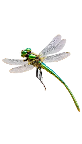 green-tailed emerald,gonepteryx cleopatra,banded demoiselle,gonepteryx rhamni,coenagrion,dragonflies and damseflies,spring dragonfly,damselfly,dragonfly,chrysops,dragon-fly,hawker dragonflies,aix galericulata,elapidae,emerald lizard,dolichopodidae,erinaceidae,oecanthidae,herbstannemone,emberizidae,Conceptual Art,Daily,Daily 10