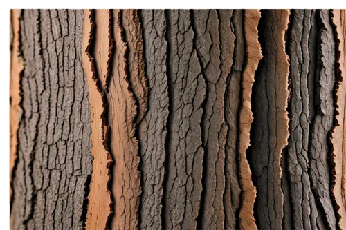 Tree bark, extreme close-up, rough texture, brown color, intricate patterns, detailed grooves, morning dew, soft natural light, shallow depth of field, warm color tone, 3/4 composition, realistic, hig