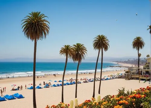 Southern California coastline, sunny afternoon, clear blue sky, palm trees swaying gently, sandy beach stretching far into distance, surfers riding waves in the background, a few seagulls flying overh