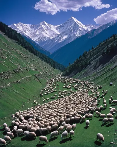 Sheep and goats being herded over the Zojila Pass, Kashmir, Jammu and Kashmir State, India.,mountain sheep,the pamir mountains,mountain pasture,alpine pastures,pamir,goatherd,central tien shan,black-b