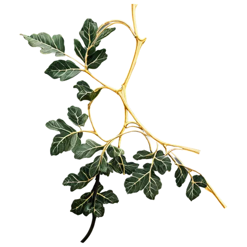 Black vine, curly tendrils, thick stem, leafy greens, delicate nodes, ornate details, realistic texture, subtle shading, warm golden light, 3/4 composition, shallow depth of field, intricate design, e