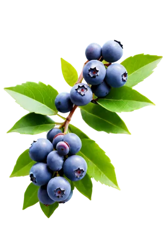 Blueberries, cluster, ripe, juicy, plump, bright blue, glossy surface, green leaves, stem attached, shallow focus, warm natural light, 3/4 composition, macro photography, high contrast, detailed textu