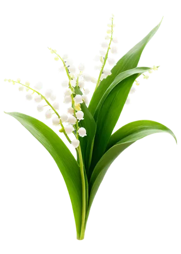 lily of the valley,lily of the field,muguet,lilly of the valley,lily of the desert,lilies of the valley,flowers png,spring leaf background,doves lily of the valley,flower background,aromatic plant,aspidistra,flower wallpaper,madonna lily,alpinia,grape-grass lily,grass lily,pineapple lily,liriope,grass blossom,Art,Artistic Painting,Artistic Painting 36