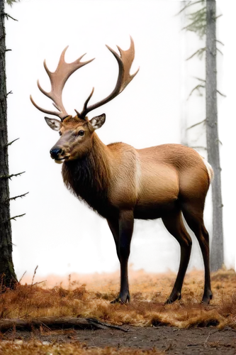 red deer,whitetail,elk,elk bull,blacktail,whitetail buck,stag,male deer,bull elk resting,rutting,antler velvet,antlered,red-necked buck,wapiti,european deer,elk park,antler,pere davids male deer,deer bull,venado,Conceptual Art,Oil color,Oil Color 19