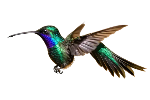 colibri,hummingbirds,humming bird moth,bee hummingbird,humming bird,rofous hummingbird,bird hummingbird,ruby-throated hummingbird,birdwing,calliope hummingbird,humming bird pair,chryssides,annas hummingbird,allens hummingbird,humming birds,black-chinned hummingbird,ruby throated hummingbird,bird fly,anna's hummingbird,chrysologue,Conceptual Art,Sci-Fi,Sci-Fi 18