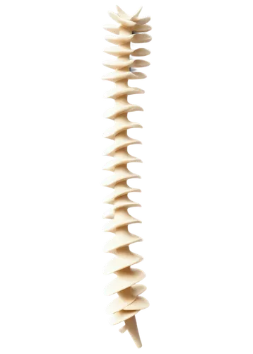 Spine, human anatomy, 3D model, detailed vertebrae, numbered labels, realistic texture, white background, soft shading, high contrast, close-up shot, centered composition, dramatic lighting.,spine,spi