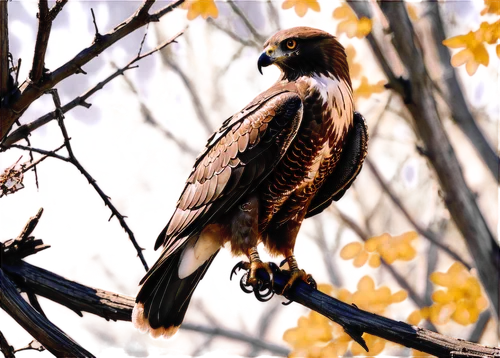 yellow billed kite,red tailed hawk,black kite,red-tailed hawk,redtail hawk,red tail hawk,brahminy kite,harris's hawk,redtail,ferruginous hawk,cooper's hawk,coopers hawk,harris hawk,red tailed kite,marsh harrier,steppe eagle,steppe buzzard,crested hawk-eagle,red shouldered hawk,broad winged hawk,Conceptual Art,Fantasy,Fantasy 25
