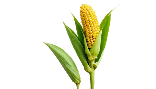 Golden corn, yellow kernels, green husk, leafy stem, natural lighting, 3/4 composition, shallow depth of field, warm color tone, cinematic lighting, close-up shot, individual ears, rustic texture, ear