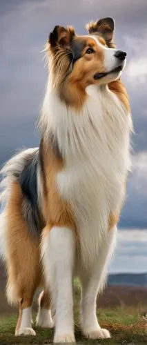 rough collie,icelandic sheepdog,corgis,welschcorgi,corgi,the pembroke welsh corgi,shetland sheepdog,dog shetland sheepdog,welsh corgi,australian collie,shetland sheepdog tricolour,scotch collie,sheltie,finnish lapphund,pembroke welsh corgi,collie,dog,majestic,swedish lapphund,wag,Illustration,Realistic Fantasy,Realistic Fantasy 21