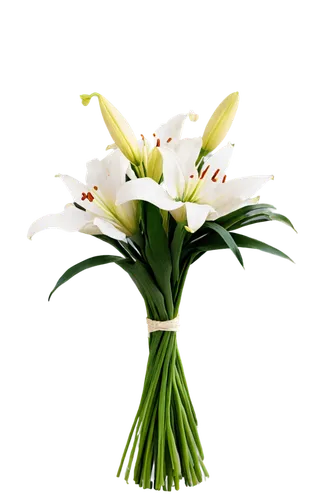 flowers png,easter lilies,artificial flower,lily of the valley,lilies of the valley,muguet,flower arrangement lying,flower background,star of bethlehem,artificial flowers,lilien,flower arrangement,jonquils,flower design,flower illustrative,madonna lily,white lily,garden star of bethlehem,ornithogalum,tuberose,Photography,Black and white photography,Black and White Photography 12