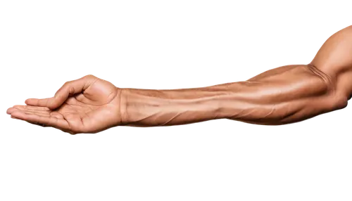 hand digital painting,arm,muscular system,arm strength,human hand,folded hands,drawing of hand,human hands,forearm,the hand of the boxer,blood circulation,climbing hands,muscle angle,hand prosthesis,arms outstretched,musician hands,arms,hyperhidrosis,foreshortening,fist bump,Unique,3D,Modern Sculpture