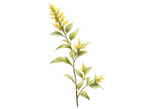 Tall pigweed plant, green leaves, slender stems, yellow flowers, dense foliage, intricate details, soft natural light, shallow depth of field, warm color tone, 3/4 composition, realistic texture, cine