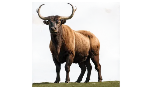 hartebeest,black-brown mountain sheep,north american wild sheep,barbary sheep,elk,anglo-nubian goat,mountain sheep,mouflon,aurochs,manchurian stag,elk bull,goat-antelope,bos taurus,oxpecker,cervus elaphus,big horn sheep,yak,wildebeest,feral goat,gnu,Illustration,Abstract Fantasy,Abstract Fantasy 18