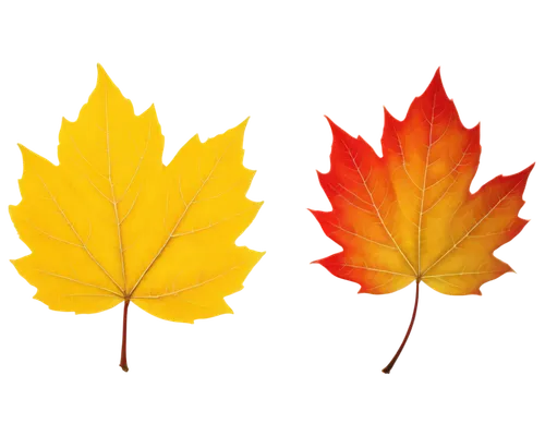 leaf background,yellow maple leaf,autumn background,maple leaves,leaf icons,colored leaves,red maple leaf,maple leave,maple leaf red,autumn leaf paper,colorful leaves,autumn icon,maple foliage,spring leaf background,autumn leaf,fall icons,fall leaf,autumn leaves,golden leaf,autumnal leaves,Illustration,American Style,American Style 07