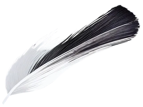 black feather,pigeon feather,white feather,feather headdress,hawk feather,swan feather,feather pen,feather,bird feather,peacock feather,ostrich feather,chicken feather,parrot feathers,feather jewelry,beak feathers,feathers,prince of wales feathers,raven's feather,feather bristle grass,peacock feathers,Illustration,Realistic Fantasy,Realistic Fantasy 35