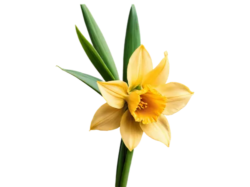 filled daffodil,daffodil,the trumpet daffodil,yellow daffodil,tulip background,daffodils,day lily flower,garden star of bethlehem,star of bethlehem,day lily,yellow orange tulip,gold flower,daff,tulipa,daffyd,easter lilies,lutea,narcissus,yellow flower,tuberose,Photography,Documentary Photography,Documentary Photography 33