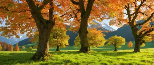 autumn background,autumn landscape,autumn trees,autumn forest,fall landscape,landscape background,autumn scenery,meadow landscape,autumn mountains,forest landscape,the trees in the fall,trees in the fall,autumn idyll,deciduous forest,deciduous trees,beech trees,autumn tree,tree grove,cartoon video game background,forest background,Conceptual Art,Fantasy,Fantasy 19