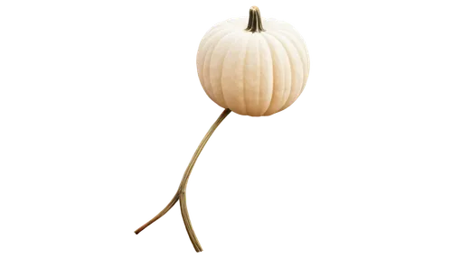 persian onion,garlic bulb,turkestan tulip,elephant garlic,bulgarian onion,figleaf gourd,head of garlic,hardneck garlic,bitter gourd,gourd,pearl onion,clove garlic,onion bulbs,chinese garlic,white pumpkin,clove of garlic,cucurbita,bulb,allium siculum,shallot,Photography,Documentary Photography,Documentary Photography 11