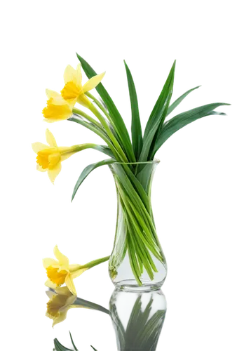 flowers png,flower background,easter lilies,spring leaf background,jonquils,tulip background,filled daffodil,daffodils,flower wallpaper,spring background,yellow daffodil,flower illustrative,floral digital background,daff,yellow daffodils,daffodil,imbolc,lilies of the valley,narcissus,jonquil,Art,Artistic Painting,Artistic Painting 04