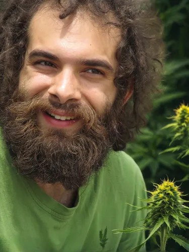 Drei Sonnenblumen und zwei Cannabis,permaculture,beard flower,goat beard,gnu,plant community,rastaman,caveman,forest man,herbal cradle,barbet,pachamama,mugwort,nature and man,dulcimer herb,itamar kazi