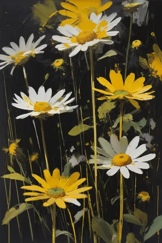 Describe a sunny day with yellow daisies blooming in a black meadow.,daisy flowers,daisies,oxeye daisy,marguerite daisy,sun daisies,marguerite,ox-eye daisy,yellow daisies,meadow daisy,daisy family,aus