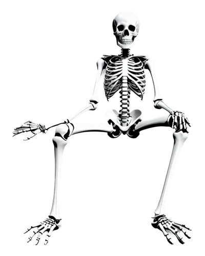 vintage skeleton,skeletal,skeleltt,skeleton,human skeleton,skeletal structure,calcium,bone,skeletons,danse macabre,day of the dead skeleton,splits,bones,bowl bones,equal-arm balance,arm balance,skeleton hand,endoskeleton,radiography,scull,Illustration,Vector,Vector 21