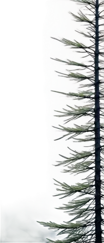 spines,silversword,feather bristle grass,spiny,xanthorrhoea,grass fronds,cupressus,pine needle,hydroids,cypresses,spruce needles,lamellae,tectorum,cardoon,clusiaceae,spinulosa,metasequoia,cordyline,pteridium,sedges,Illustration,Realistic Fantasy,Realistic Fantasy 23