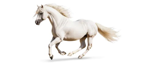 albino horse,a white horse,lipizzan,white horse,lipizzaners,shadowfax,arabian horse,lipizzaner,lusitano,equus,pegasys,pegaso,galloped,palomino,equidae,a horse,horse,caballus,cheval,white horses,Photography,Fashion Photography,Fashion Photography 10