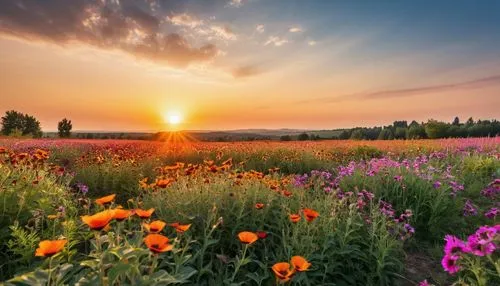 flower field,meadow landscape,flowers field,flower meadow,field of flowers,meadow flowers,flowering meadow,blanket of flowers,splendor of flowers,flower in sunset,summer meadow,wildflower meadow,blooming field,wildflowers,flower background,wild flowers,poppy fields,field of poppies,spring meadow,wild meadow,Photography,General,Realistic