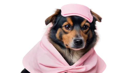 oberweiler,pinscher,dog coat,sausages in a dressing gown,female dog,babushka,barka,dog photography,pembe,canine rose,animals play dress-up,hoodwinking,barkus,troja,pinkola,kunigunde,dogana,burqin,pink background,dog clothes,Illustration,Abstract Fantasy,Abstract Fantasy 16