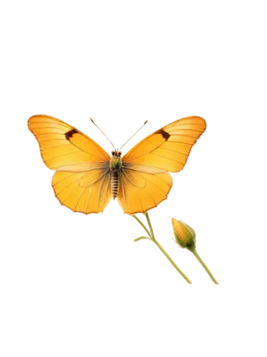 butterfly vector,butterfly clip art,butterfly background,butterfly isolated,cupido (butterfly),hesperia (butterfly),isolated butterfly,euphydryas,orange butterfly,gatekeeper (butterfly),vanessa (butterfly),melitaea,lycaena,butterfly,yellow butterfly,lycaena phlaeas,viceroy (butterfly),flowers png,dryas julia,butterflay,Illustration,Paper based,Paper Based 16