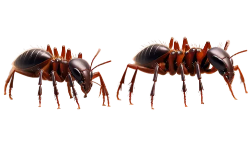 Ants, tiny, marching in line, dark brown body, six legs, antennae, mandibles, shiny exoskeleton, detailed texture, close-up shot, shallow depth of field, natural light, warm color tone, 1/2 compositio