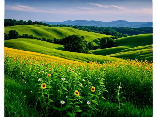 meadow landscape,toscane,nature background,tuscany,landscape background,umbria,background view nature,toscana,green meadow,summer meadow,flower field,mountain meadow,grasslands,grassland,flowers field,blooming field,umbrian,monferrato,spring background,spring meadow,Art,Classical Oil Painting,Classical Oil Painting 15