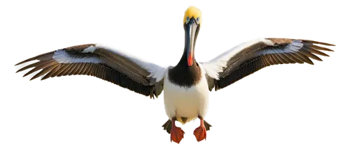 aguila,fireflight,eagle vector,eastern white pelican,uniphoenix,fire birds,saddle-billed stork,great white pelican,bird png,firespin,white stork,american merganser,firebirds,eagle,pentecostalist,rattle stork,flame spirit,puffin,dalmatian pelican,african fish eagle,Illustration,Realistic Fantasy,Realistic Fantasy 15