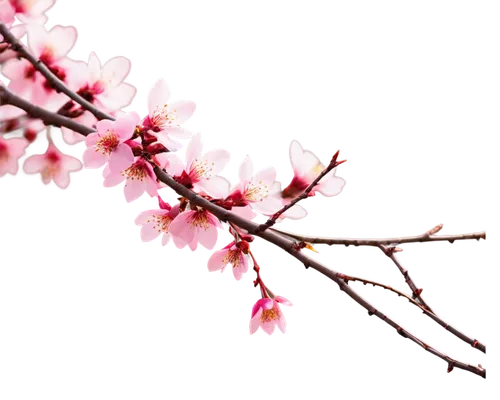 cherry blossom branch,plum blossoms,plum blossom,cherry branches,japanese sakura background,sakura branch,japanese floral background,apricot blossom,sakura flower,the plum flower,japanese cherry blossom,sakura cherry tree,pink cherry blossom,ornamental cherry,japanese carnation cherry,spring background,sakura background,sakura tree,sakura blossoms,japanese cherry,Art,Artistic Painting,Artistic Painting 01