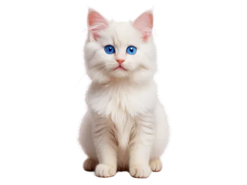 turkish angora,turkish van,cat on a blue background,blue eyes cat,cat with blue eyes,white cat,japanese bobtail,british longhair cat,cat vector,birman,breed cat,cute cat,cat image,siamese cat,pet vitamins & supplements,kurilian bobtail,ragdoll,cartoon cat,american bobtail,polydactyl cat,Photography,Black and white photography,Black and White Photography 03