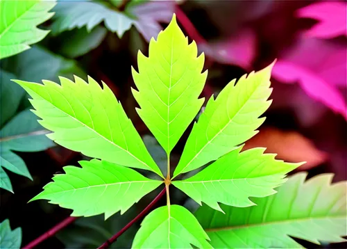 Vibrant green leaves, intricate veins, delicate edges, soft focus, natural lighting, 3/4 composition, shallow depth of field, warm color tone, cinematic lighting, solo, close-up, macro shot, detailed 