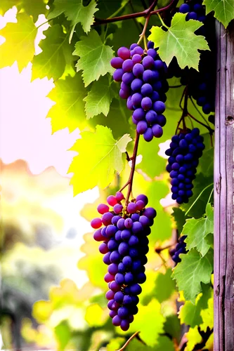 purple grapes,wine grapes,grape vine,blue grapes,red grapes,grapes,grapevines,wine grape,grape vines,vineyard grapes,winegrape,wood and grapes,vineyard,fresh grapes,grape plantation,bright grape,viniculture,sangiovese,table grapes,vitis,Conceptual Art,Daily,Daily 24