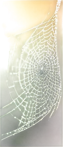 spider web,spider's web,spiderweb,morning dew in the cobweb,spider silk,web,cobweb,spiderwebs,webbed,spider net,cobwebs,cobwebbed,webcrawler,webs,web element,spidery,araneus,acorn leaf orb web spider,spider network,argiope,Illustration,American Style,American Style 08