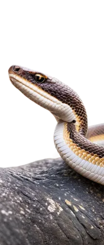 plains gartersnake,african house snake,common garter snake,western terrestrial garter snake,garter snake,sharptail snake,pointed snake,glossy snake,rat snake,glass lizard,ribbon snake,plain bellied watersnake,hognose snake,northern alligator lizard,indian cobra,splendor skink,venomous snake,eleutherodactylus,san joaquin coachwhip,smooth greensnake,Conceptual Art,Daily,Daily 05